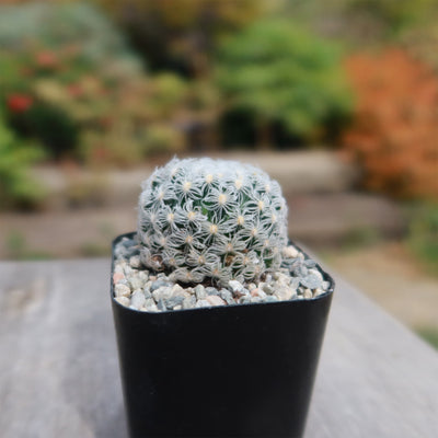 Mammillaria duwei