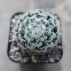 Mammillaria duwei