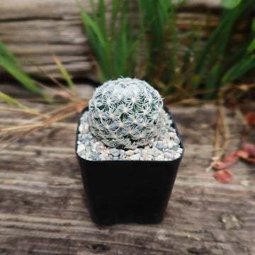 dry cactus Mammillaria duwei