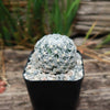 Mammillaria duwei