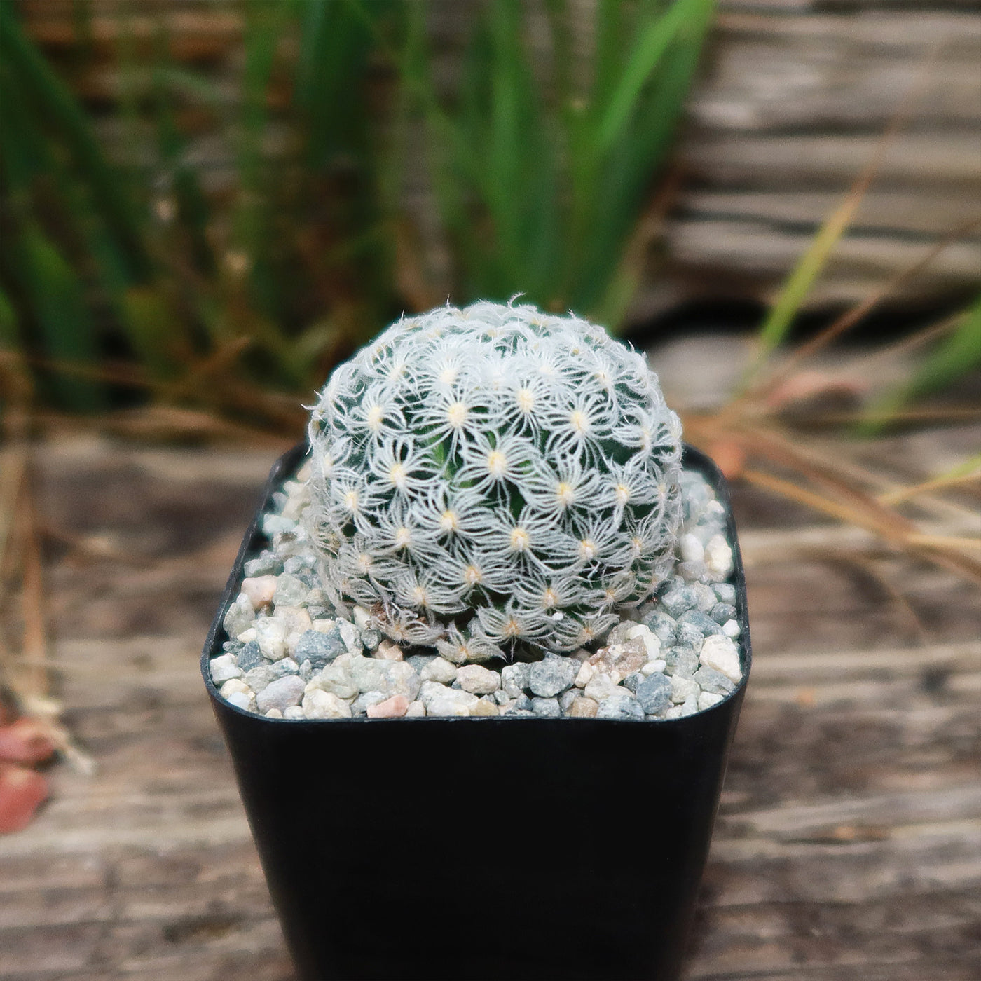 Mammillaria duwei