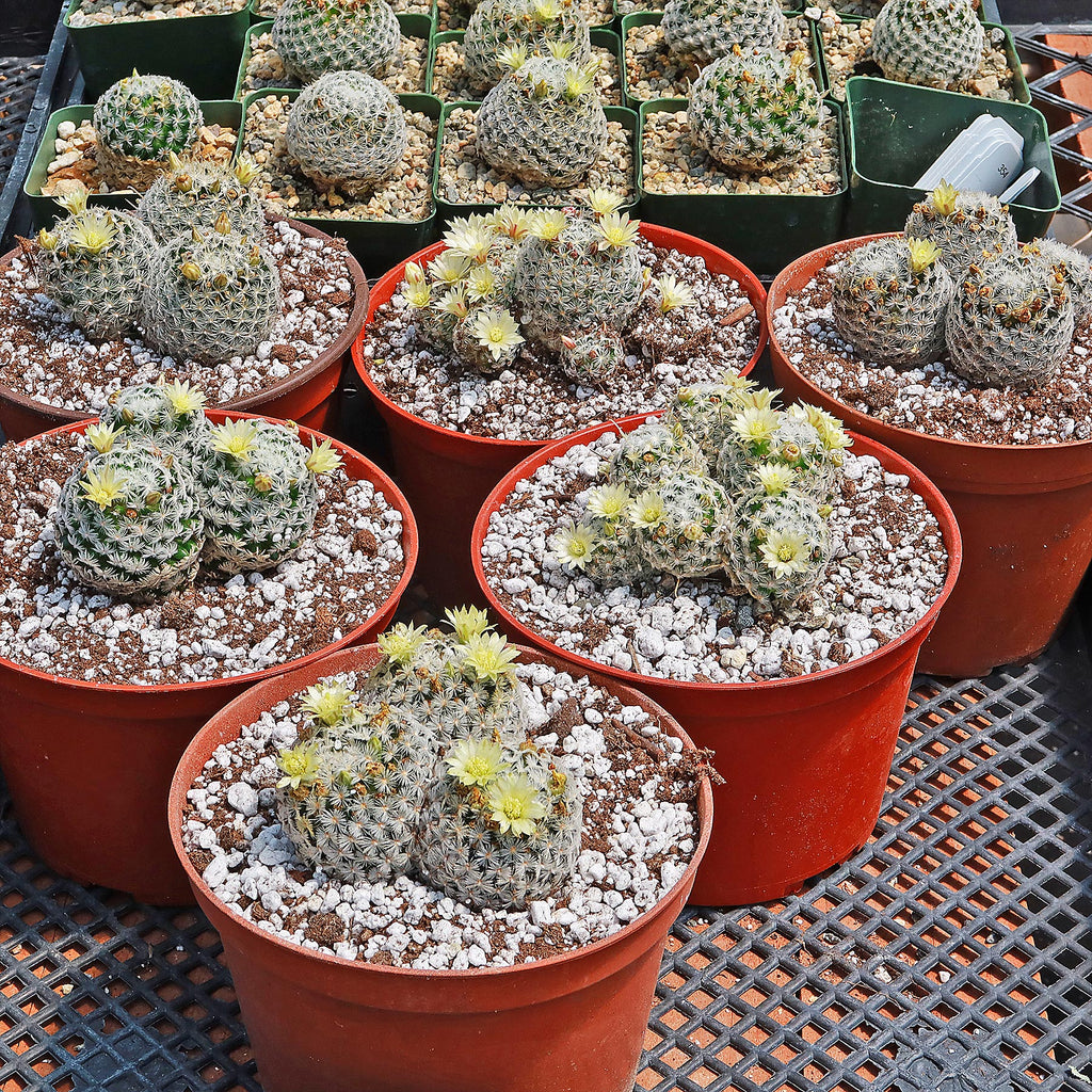 Mammillaria duwei Cluster