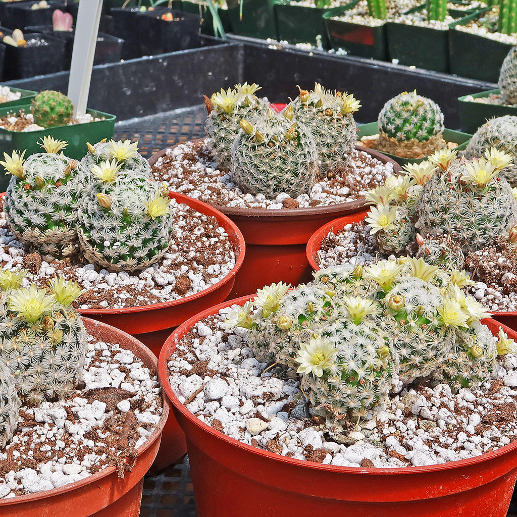 Mammillaria duwei Cluster