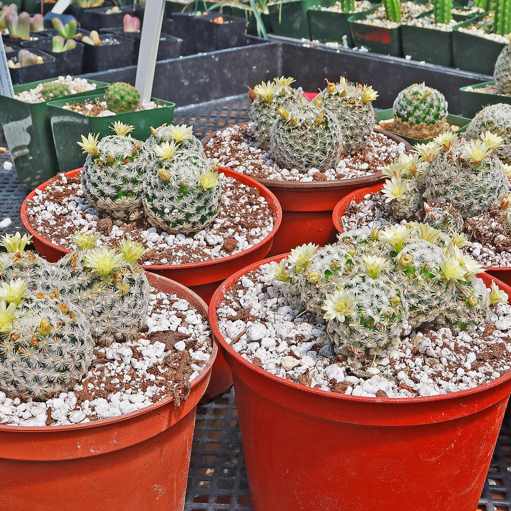 Mammillaria duwei Cluster