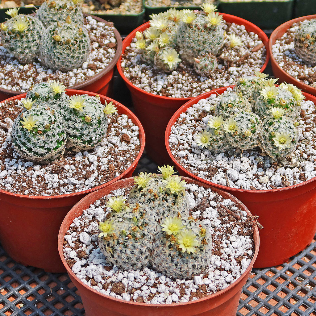 Mammillaria duwei Cluster