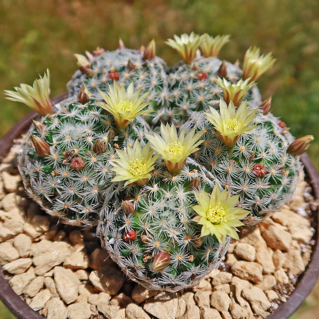 Mammillaria duwei Cluster