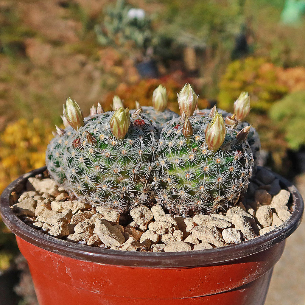 Mammillaria duwei Cluster