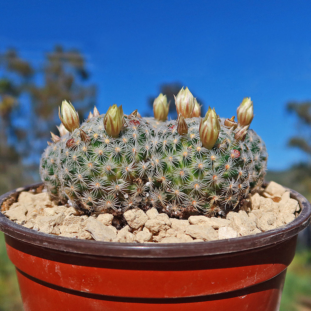 Mammillaria duwei Cluster