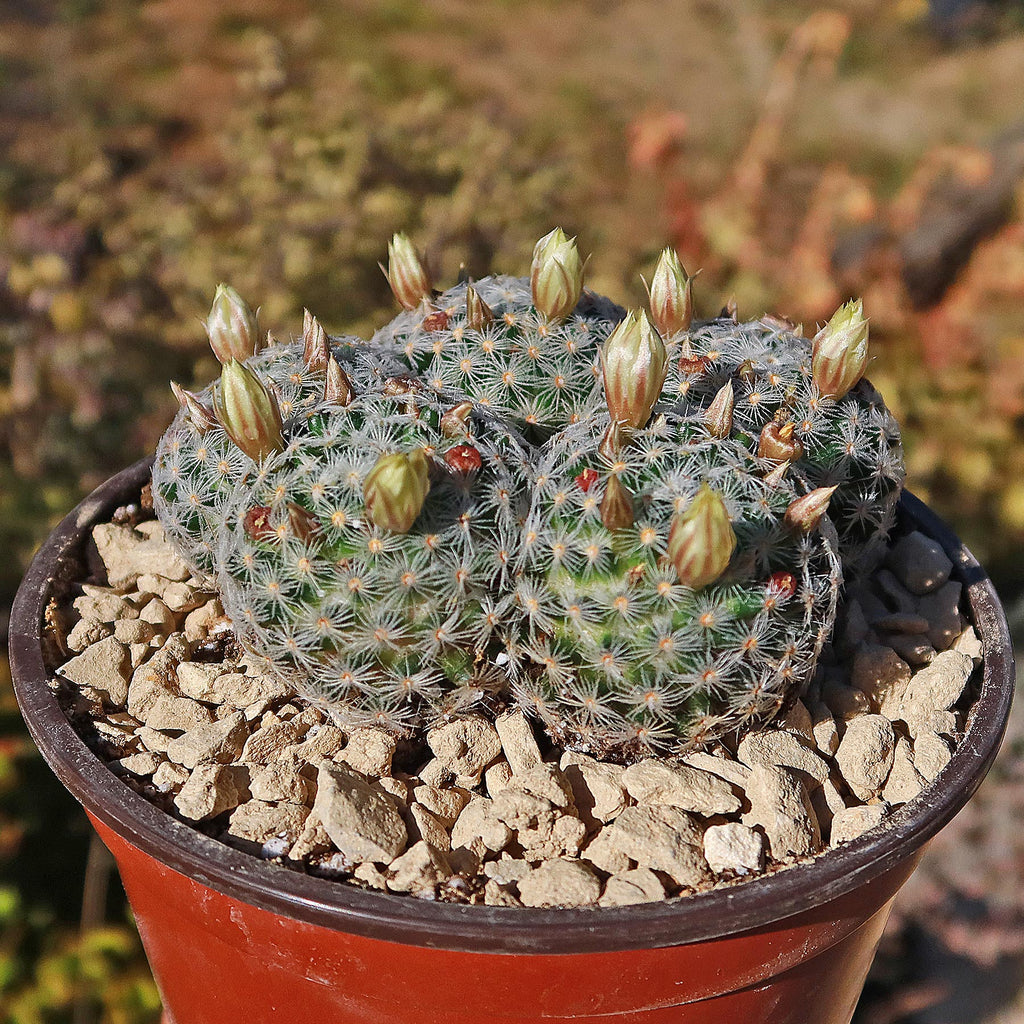 Mammillaria duwei Cluster