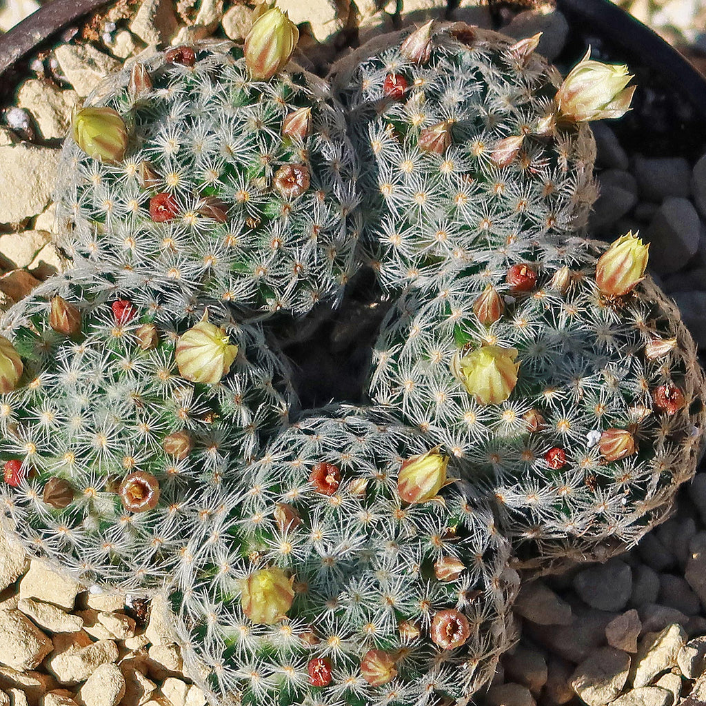 Mammillaria duwei Cluster