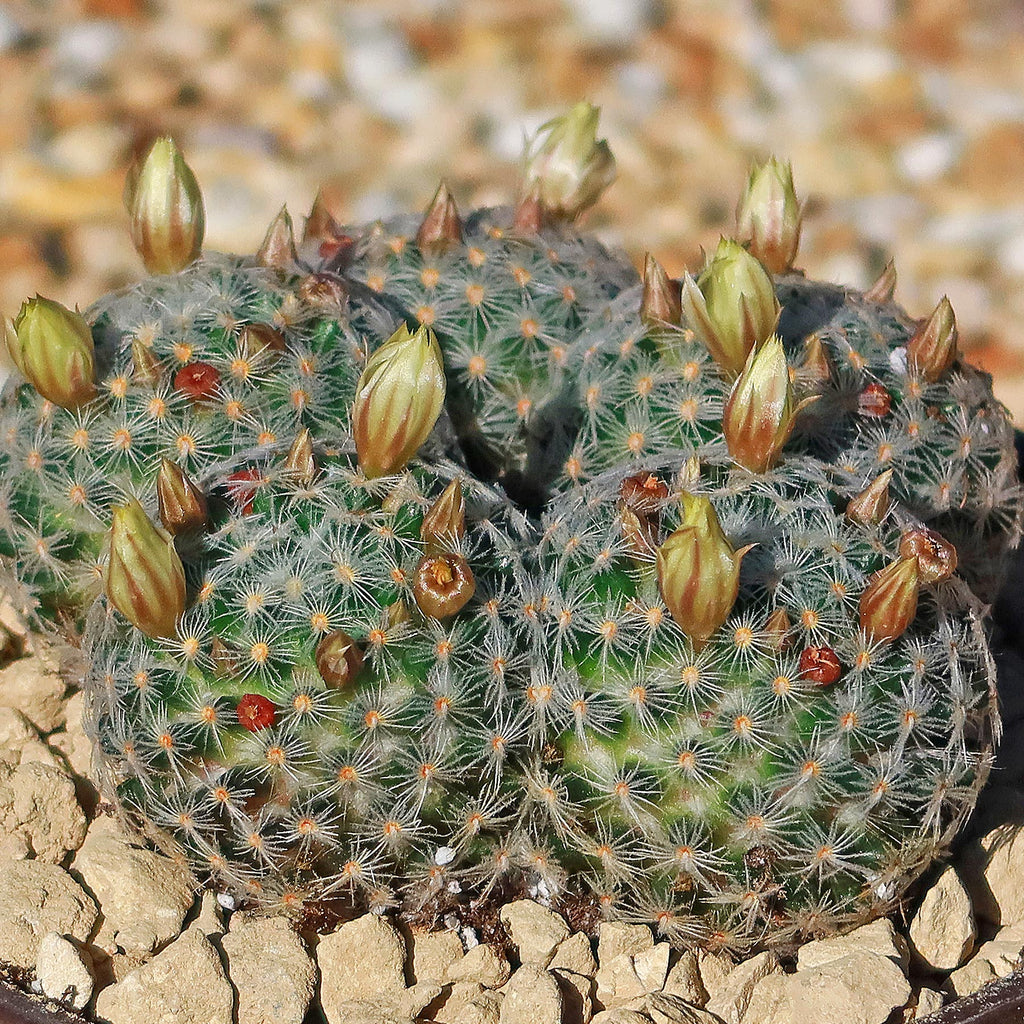 Mammillaria duwei Cluster
