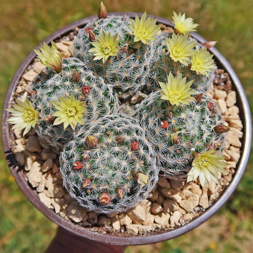 Mammillaria duwei Cluster