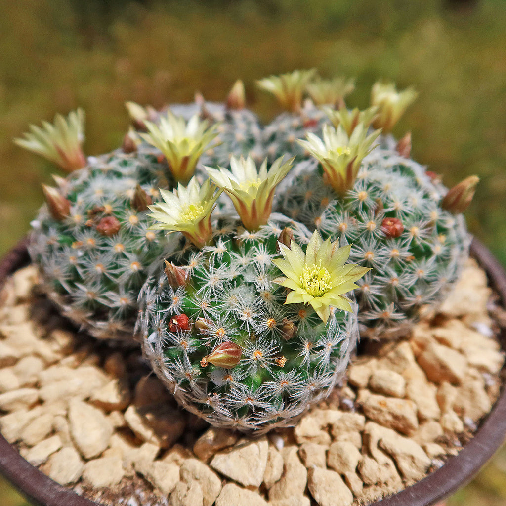 Mammillaria duwei Cluster