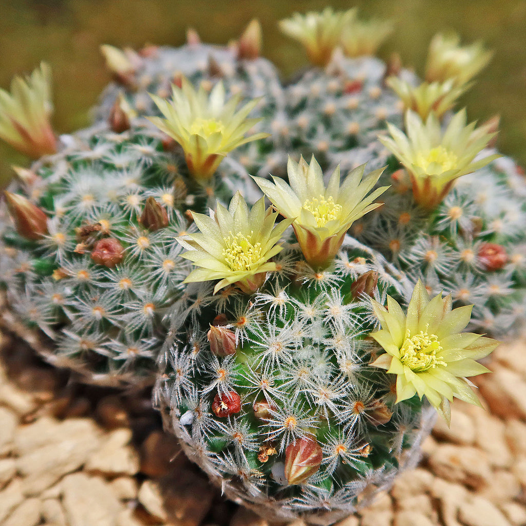 Mammillaria duwei Cluster