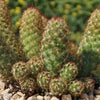 Copper King Cactus - Mammillaria elongata ‘Copper King’