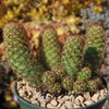 Copper King Cactus - Mammillaria elongata ‘Copper King’