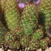 Copper King Cactus - Mammillaria elongata ‘Copper King’