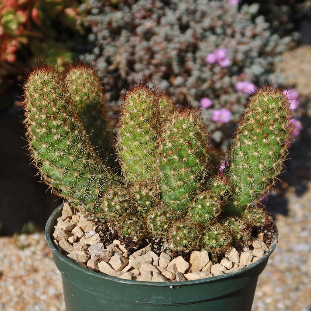 Copper King Cactus - Mammillaria elongata ‘Copper King’