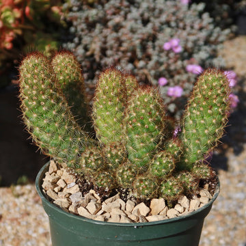 Copper King Cactus