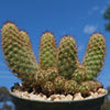 Copper King Cactus - Mammillaria elongata ‘Copper King’