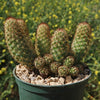 Copper King Cactus - Mammillaria elongata ‘Copper King’