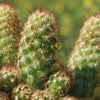 Copper King Cactus - Mammillaria elongata ‘Copper King’