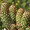 Copper King Cactus - Mammillaria elongata ‘Copper King’