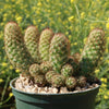 Copper King Cactus - Mammillaria elongata ‘Copper King’