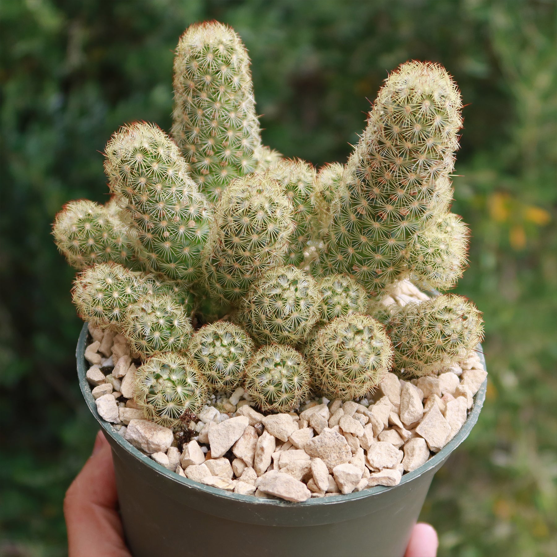mammillaria multidigitata Shop 'Mammillaria elongata Pink Nymph' Care and Growing Guide Planet Desert