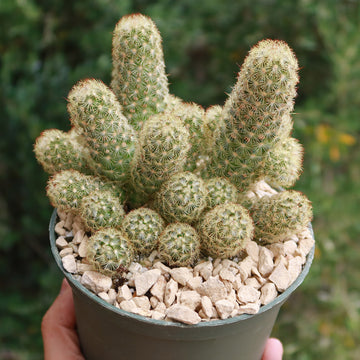 Cactus Skeleton Small Cactus Necklace Shop 'Mammillaria Elongata
