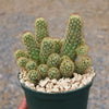 Mammillaria elongata ‘Pink Nymph’