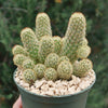 Mammillaria elongata ‘Pink Nymph’