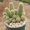 Mammillaria elongata ‘Pink Nymph’