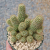 Mammillaria elongata ‘Pink Nymph’