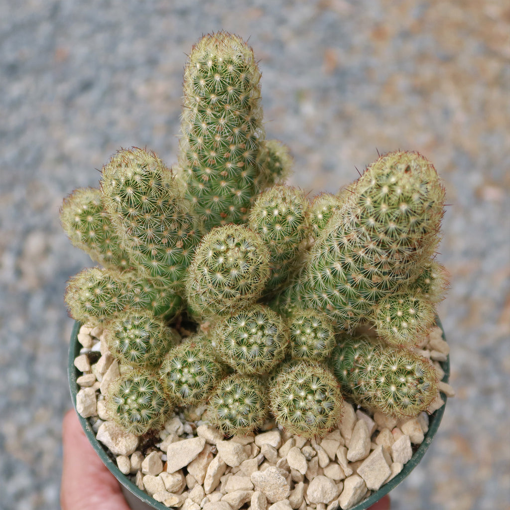 Mammillaria elongata ‘Pink Nymph’