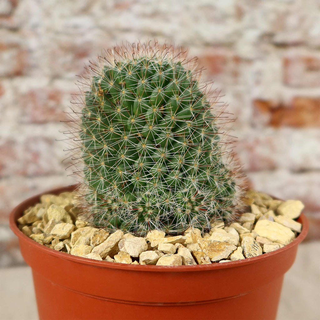 Mammillaria fittkaui