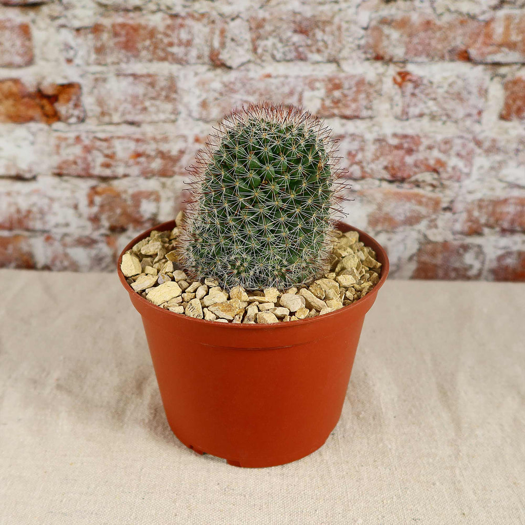 Mammillaria fittkaui