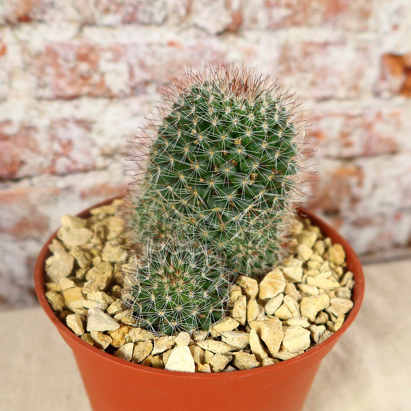 Mammillaria fittkaui