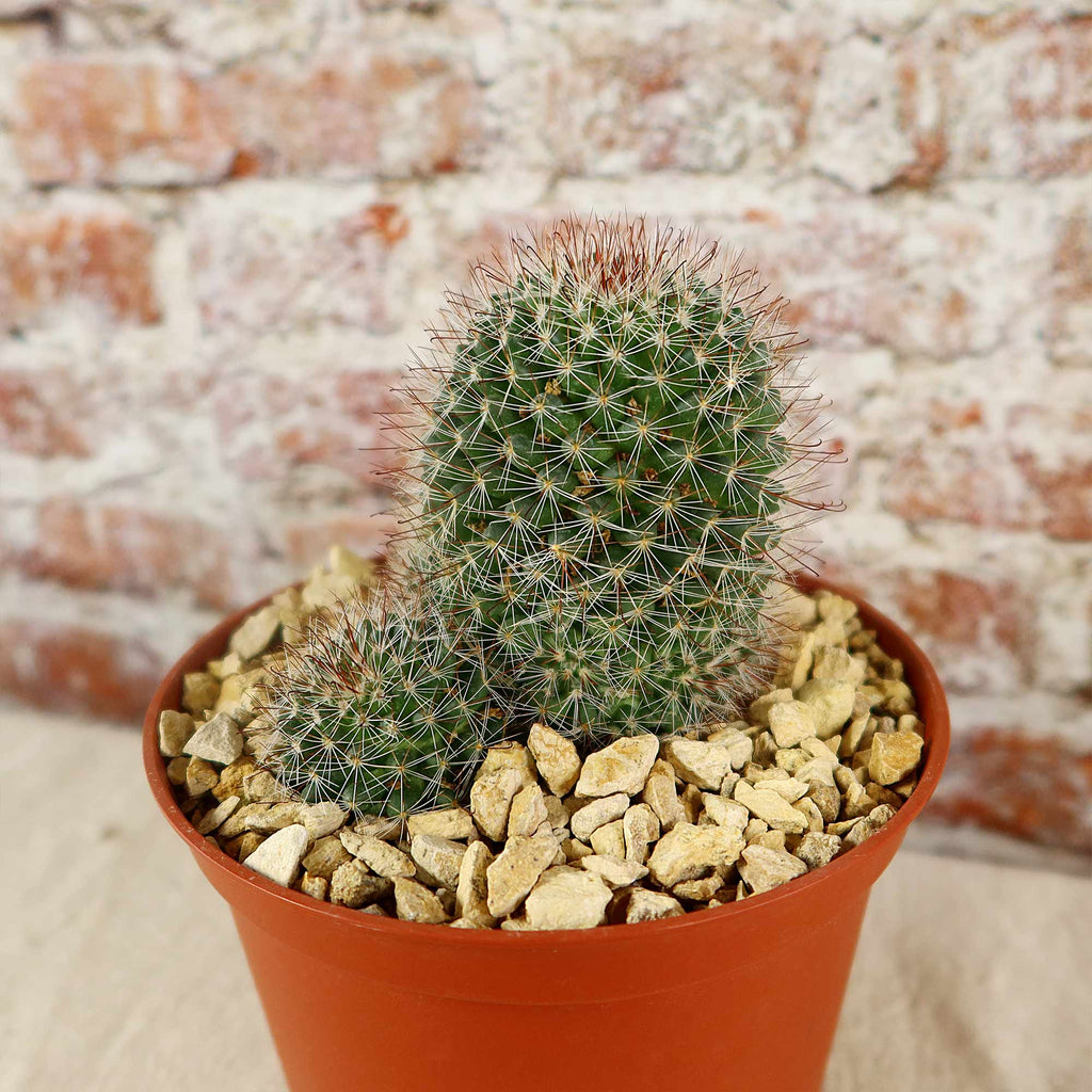 Mammillaria fittkaui