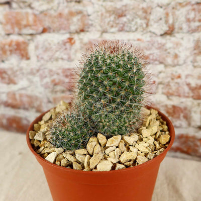 Mammillaria fittkaui