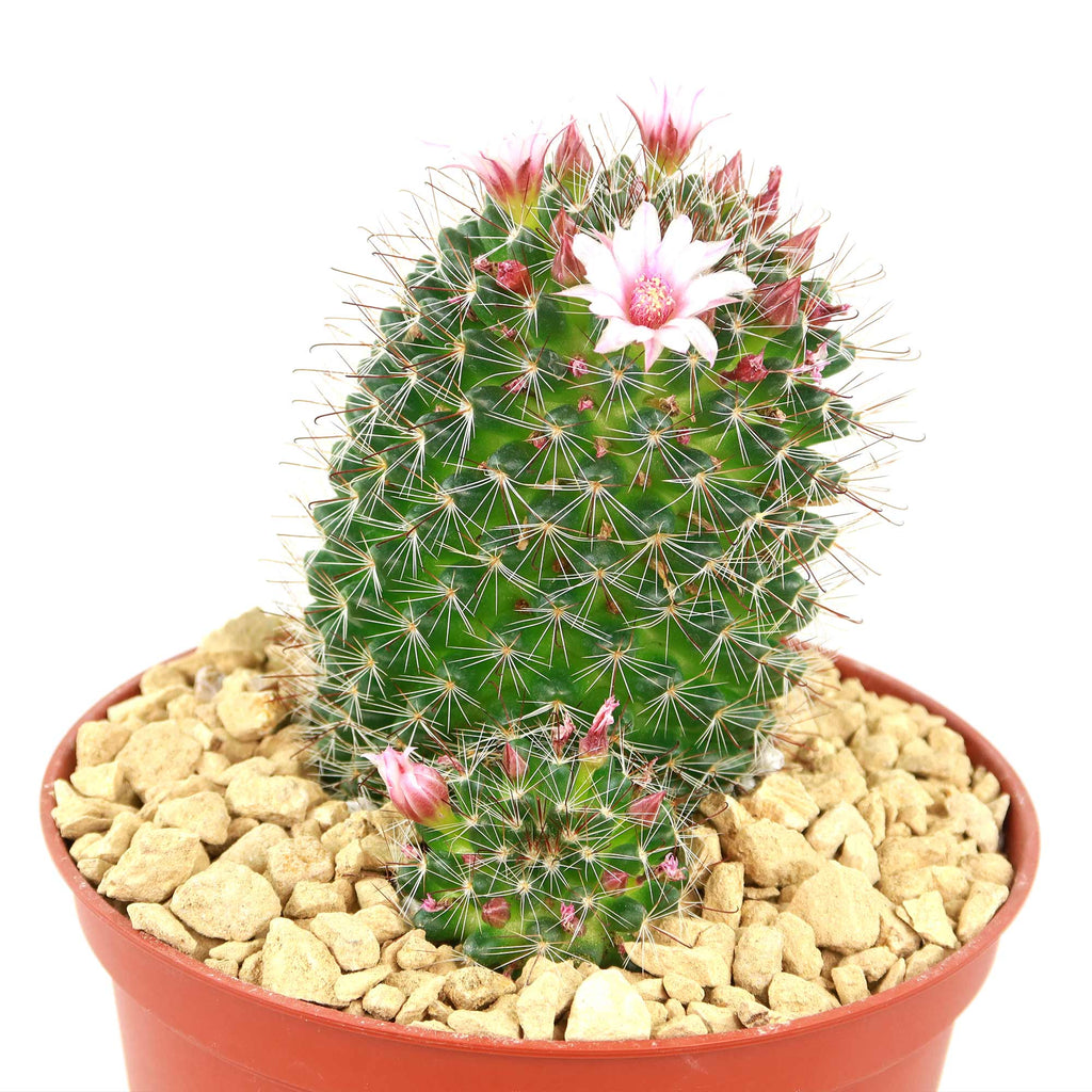 Mammillaria fittkaui