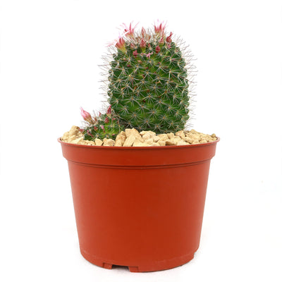 Mammillaria fittkaui