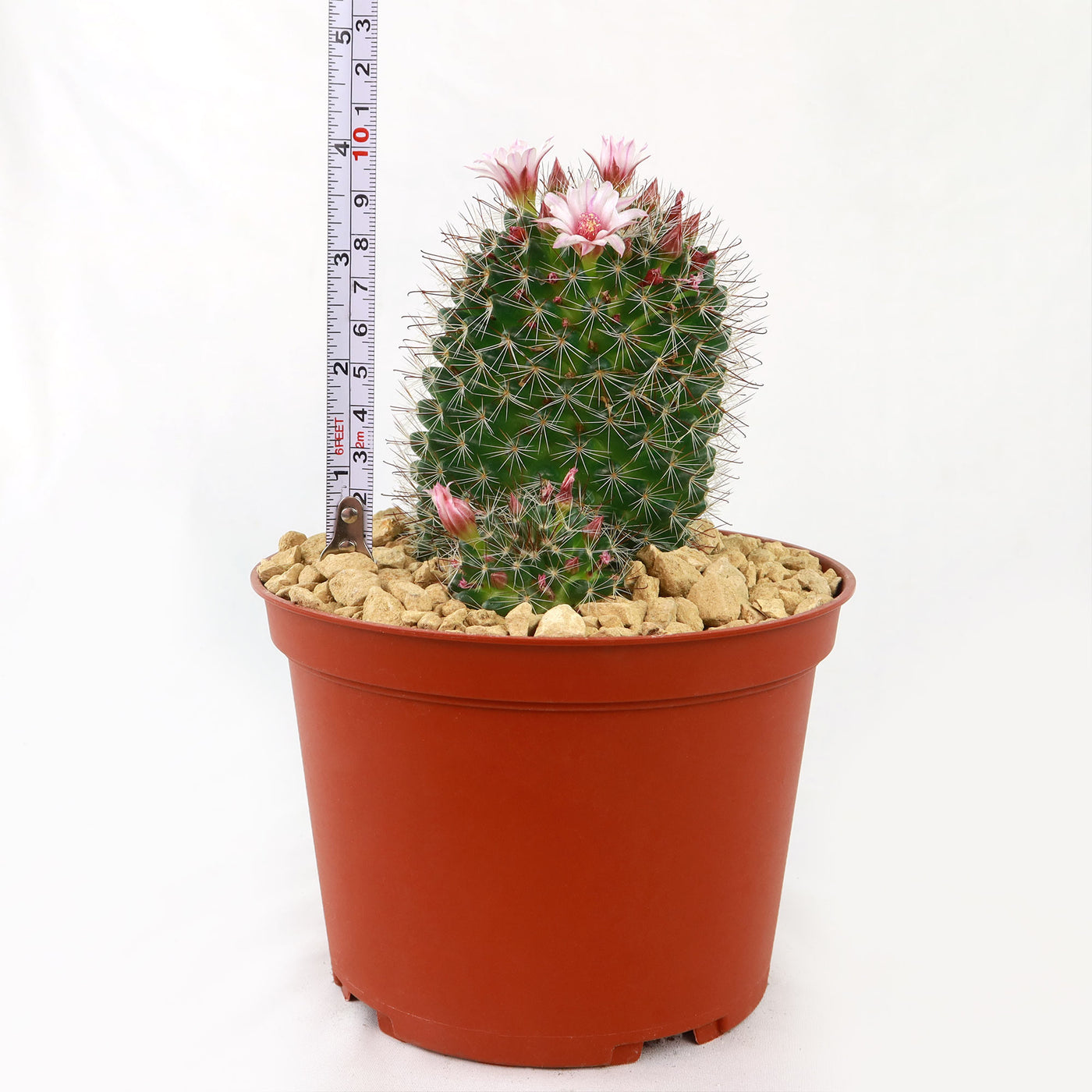 Mammillaria fittkaui