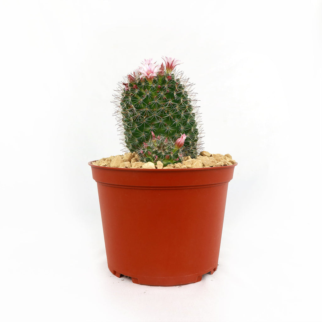 Mammillaria fittkaui