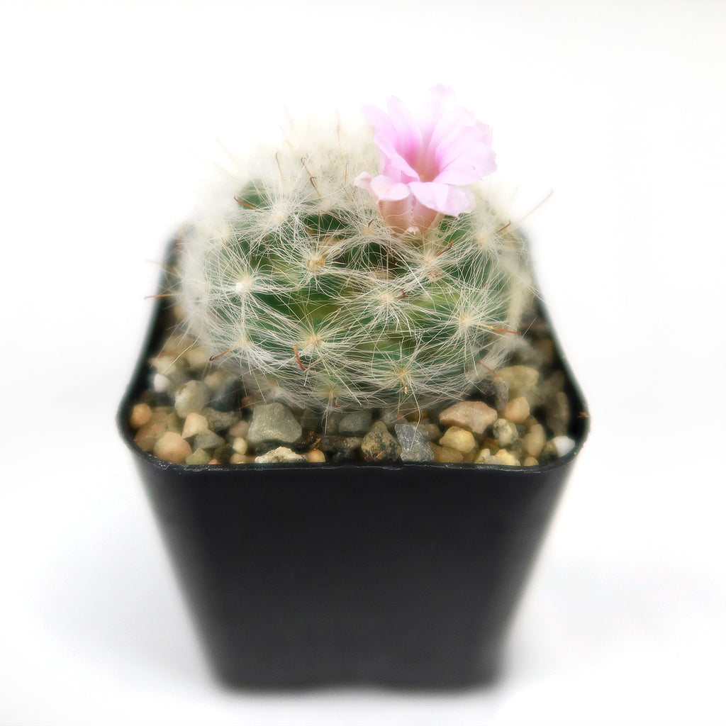 Mammillaria glassii v. ascensionis