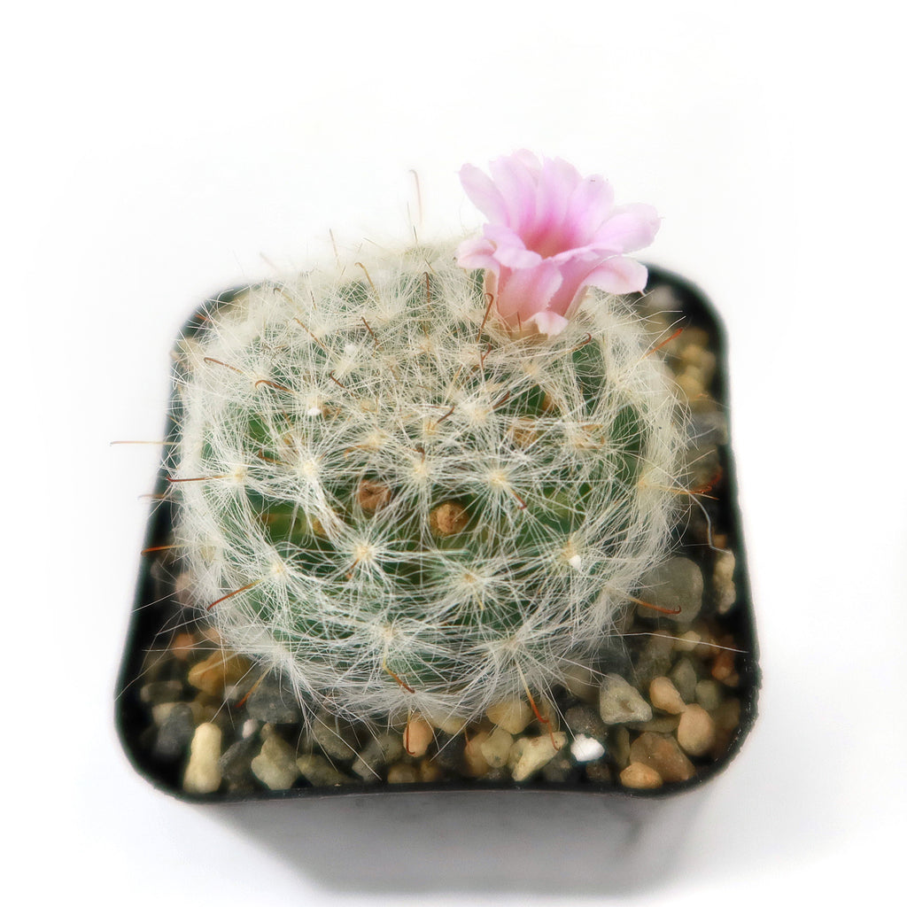 Mammillaria glassii v. ascensionis
