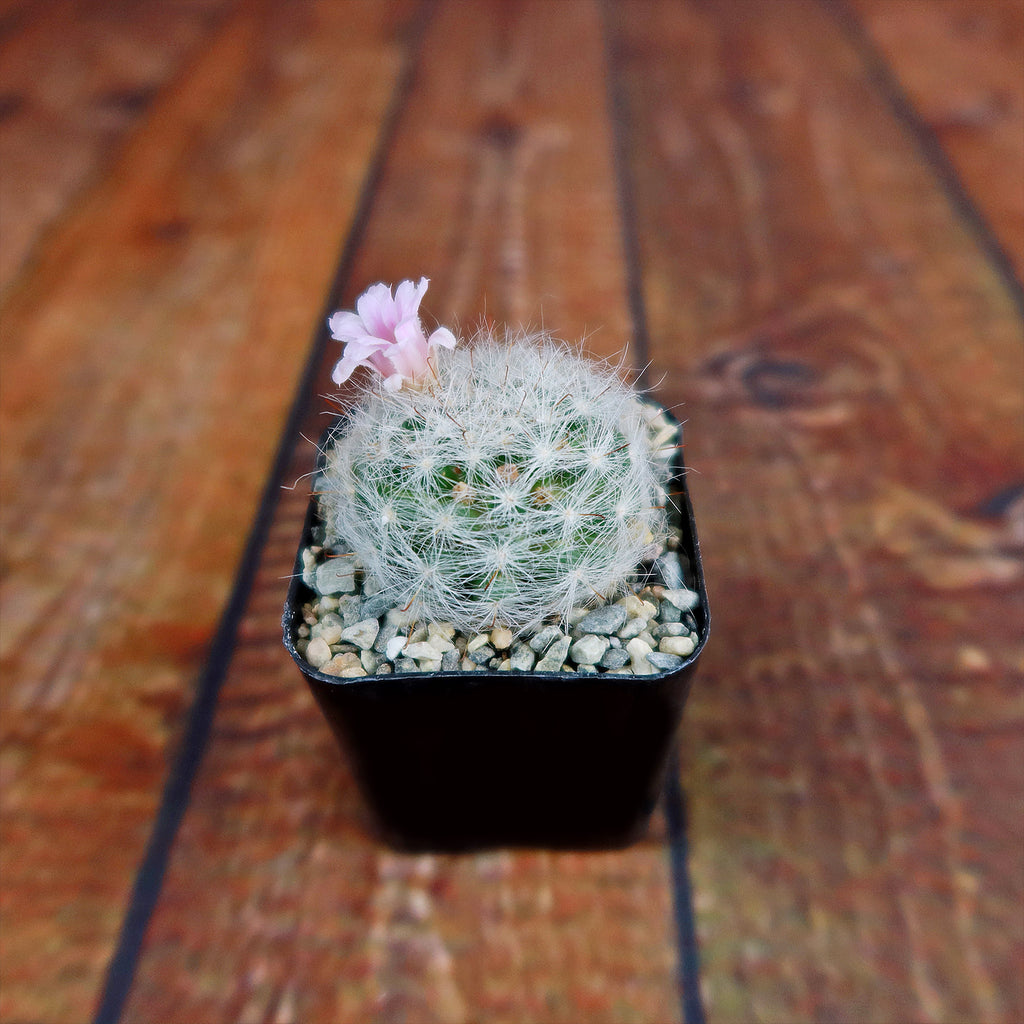 Mammillaria glassii v. ascensionis