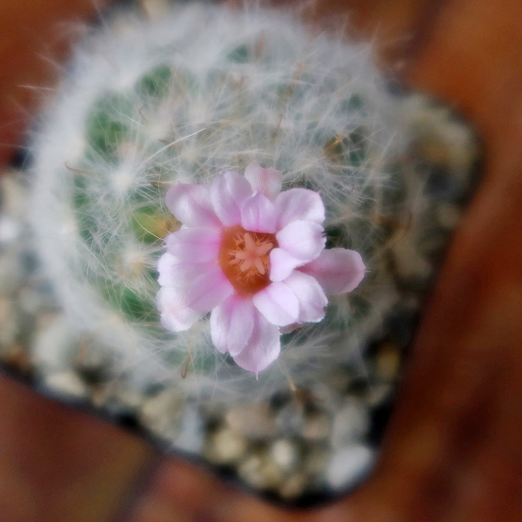 Mammillaria glassii v. ascensionis
