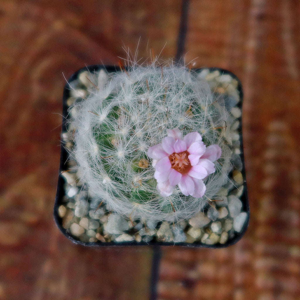 Mammillaria glassii v. ascensionis