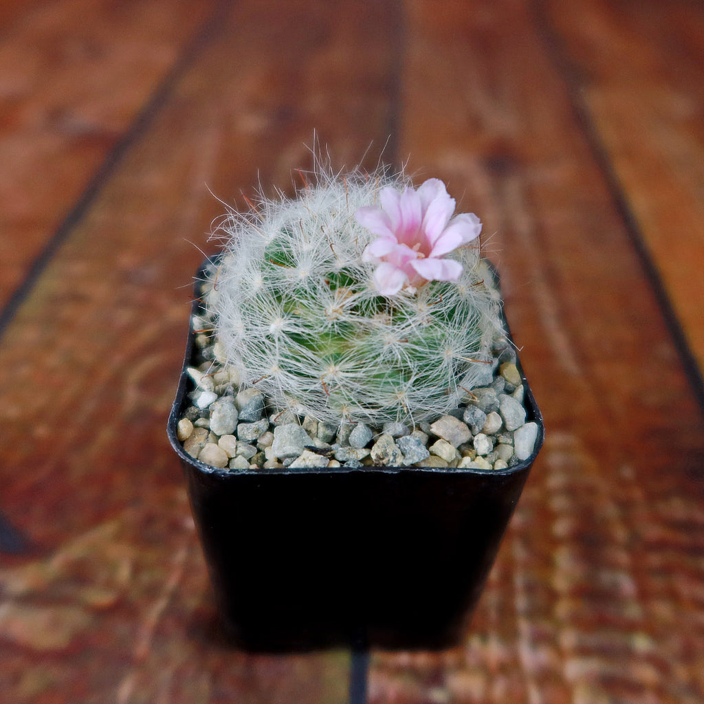 Mammillaria glassii v. ascensionis